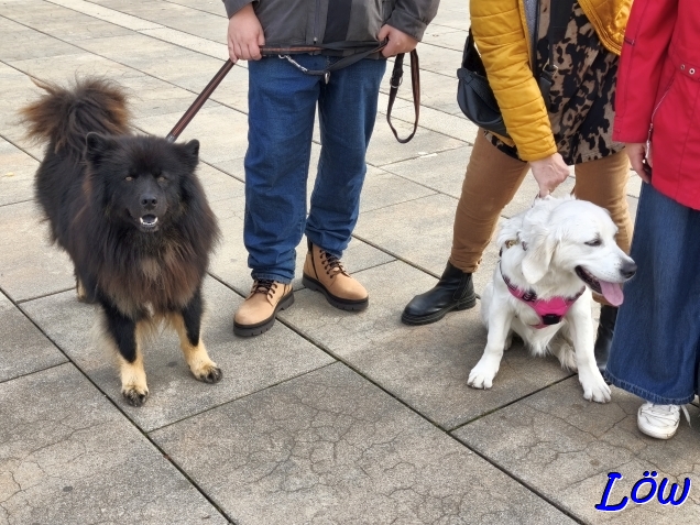 2.11.2025 - Howard ist begeistert